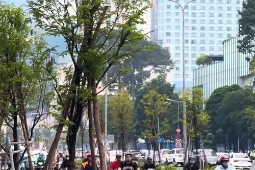 TP HCM: Đường Lê Lợi trồng lại cây xanh sau 'đề xuất lắp mái che'