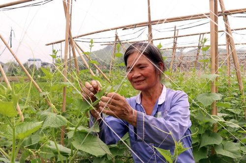 Tuyên Quang: Chú trọng phát triển sản xuất liên kết theo chuỗi giá trị vùng đồng bào dân tộc thiểu số