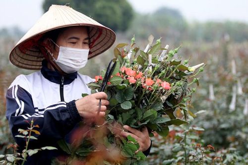 Kinh tế huyện Mê Linh khởi sắc sau 15 năm về Hà Nội