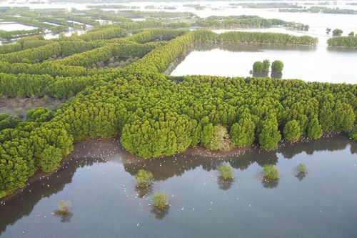 Bình Định: Lập phân khu dự trữ thiên nhiên có 225 loài trong Sách đỏ