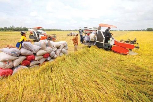 Thành lập Hiệp hội ngành hàng lúa gạo Việt Nam