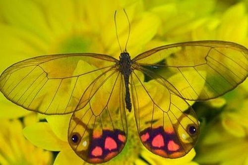 Mê mẩn loài bướm đẹp nhất hành tinh, có đôi cánh như 'tàng hình'
