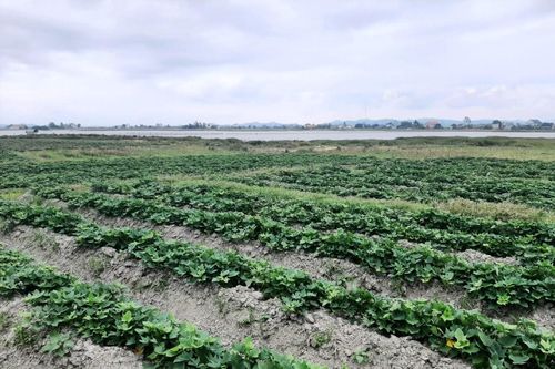 Kiếm hàng trăm triệu mỗi năm nhờ trồng khoai