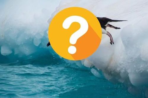 Loài chim nào ngủ đến... 10.000 giấc mỗi ngày?