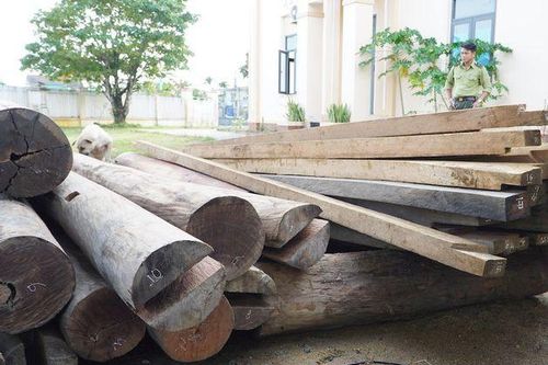 Tin mới vụ gỗ lậu trên đất của Trưởng phòng Nội vụ ở Quảng Nam