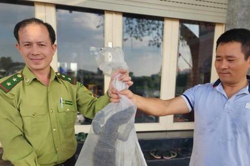 Người dân phát hiện kỳ đà hoa quý hiếm nặng 3,5kg ở bờ kênh Tham Lương