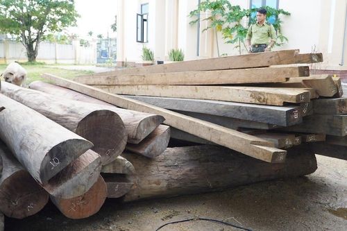 Phạt 37,5 triệu đồng người để gỗ lậu trên đất Trưởng phòng Nội vụ ở Quảng Nam