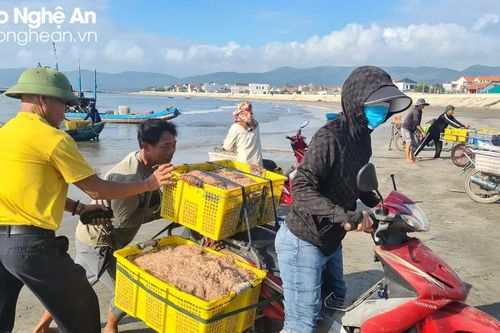 Ngư dân Hoàng Mai được mùa ruốc biển