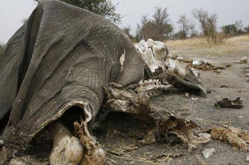 Hạn hán làm voi chết hàng loạt tại Zimbabwe