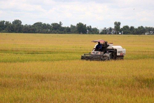 Chuyển đổi chuỗi giá trị lúa gạo ứng phó với biến đổi khí hậu