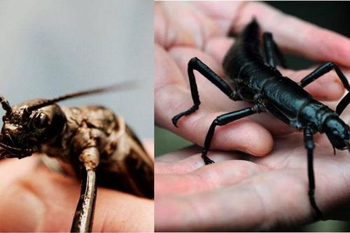 Loài 'côn trùng kỷ Jura' tưởng đã tuyệt chủng 100 năm trước, bỗng 'hồi sinh' kỳ diệu khiến giới khoa học mừng rỡ