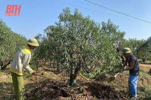 Đào, quất chuẩn bị cho thị trường tết