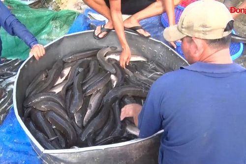 Toàn tỉnh có 14 vùng nuôi được chứng nhận VietGAP