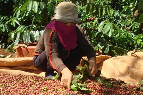 Xuất khẩu cà phê đạt hơn 3,5 tỷ USD