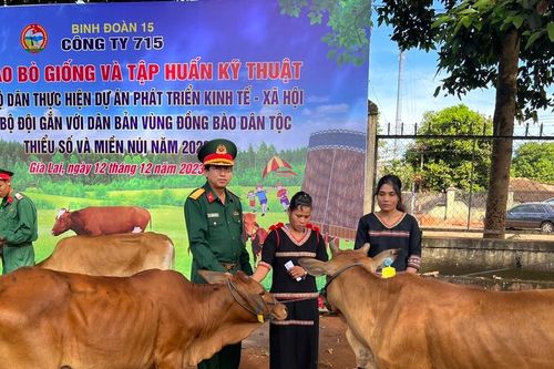 Công ty 715 hỗ trợ 27 con bò sinh sản và tập huấn kỹ thuật chăn nuôi cho người dân