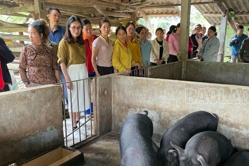Đánh giá mô hình chăn nuôi lợn bản địa an toàn dịch bệnh tại xã Bản Sen