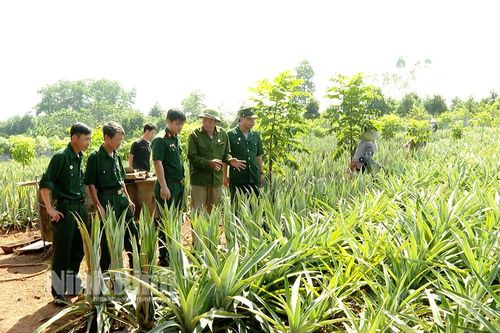 Cựu chiến binh huyện Nho Quan tích cực tham gia phát triển kinh tế