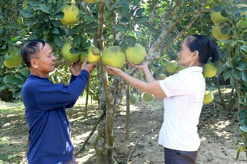 Hỗ trợ phát triển nông nghiệp