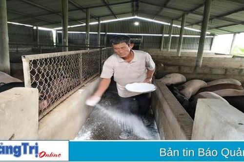 Chăn nuôi lợn theo hướng hữu cơ đảm bảo an toàn trong mùa dịch