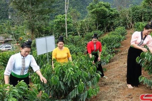 Thực hiện tiêu chí thu nhập trong xây dựng nông thôn mới