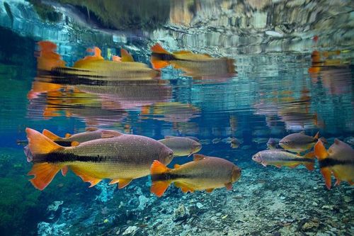 IUCN: 25% cá nước ngọt trên toàn cầu có nguy cơ tuyệt chủng
