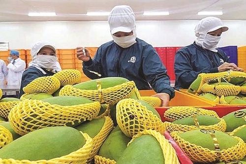 Chuẩn hóa các điều kiện vệ sinh an toàn thực phẩm, nâng cao chất lượng nông sản xuất khẩu