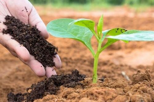 Đặt mục tiêu đến năm 2050, 50% diện tích trồng trọt sử dụng phân bón hữu cơ