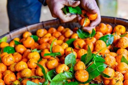 Nông dân Bá Thước thoát nghèo nhờ đem cây rừng về trồng