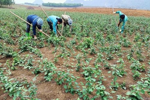 Nông dân thoát nghèo nhờ tham gia mô hình HTX