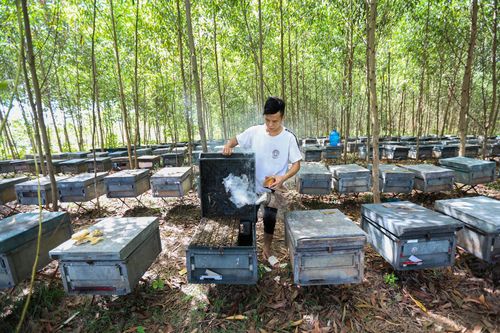 Nhọc nhằn nghề chăn ong 'du mục'