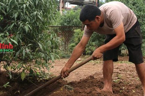 Người lao động kiếm tiền triệu mỗi ngày ở vườn đào Nhật Tân nhờ một nghề đặc biệt