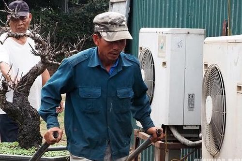 Nóng như mùa hè, nhà vườn đưa đào 'Tiến vua' ngủ điều hòa đợi Tết
