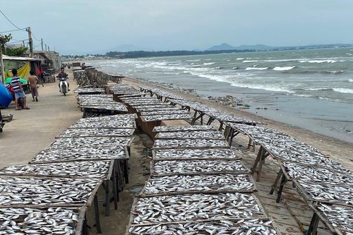Nhộn nhịp làng khô cá Phan Rí Cửa