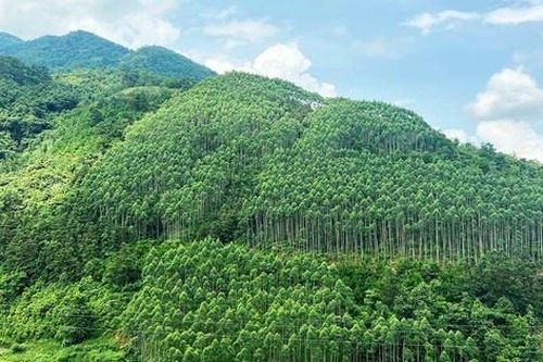 Căn cứ thanh toán chi phí tư vấn thiết kế trồng rừng