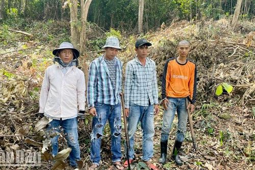 Bắt 4 đối tượng chặt phá rừng ở Vườn quốc gia Phú Quốc, tỉnh Kiên Giang