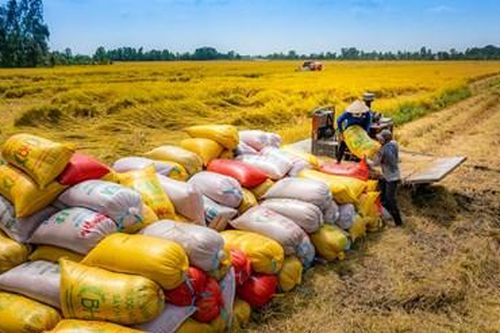 Giữ vững thị trường và phát triển thương hiệu gạo Việt