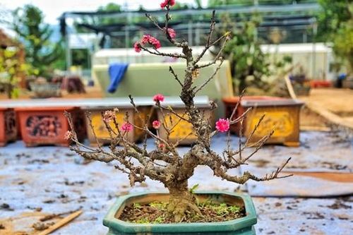Ngắm đào tiến Vua giá chục triệu 'ngủ' điều hòa chờ đón Tết
