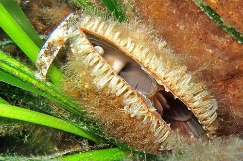 Sửng sốt loài trai 'nhả tơ vàng' tưởng đã tuyệt chủng bất ngờ tái xuất