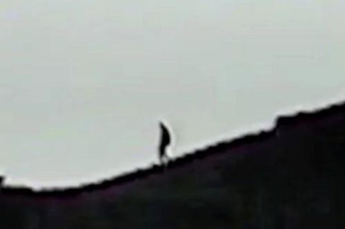 Những trường hợp tận mắt nhìn thấy quái vật Bigfoot thuyết phục nhất lịch sử