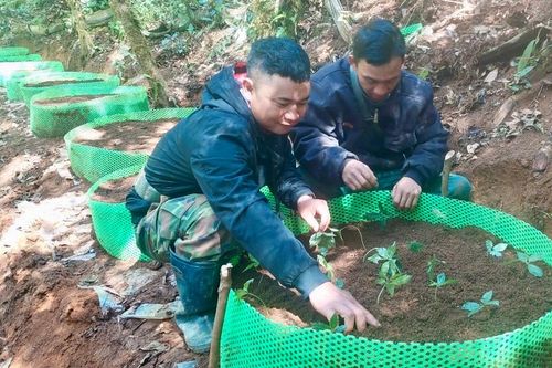 Trao 12.000 cây sâm Ngọc Linh cho 300 hộ nghèo ở Kon Tum