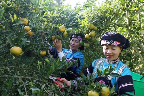 Đến Lào Cai nếm thử giống quýt mà chỉ riêng ở Mường Khương mới có