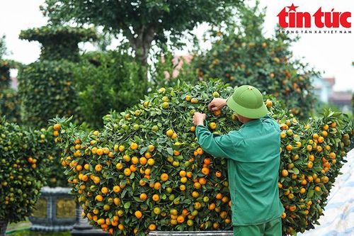 Quýt Văn Giang biến thành tác phẩm nghệ thuật, chờ đón vụ Tết