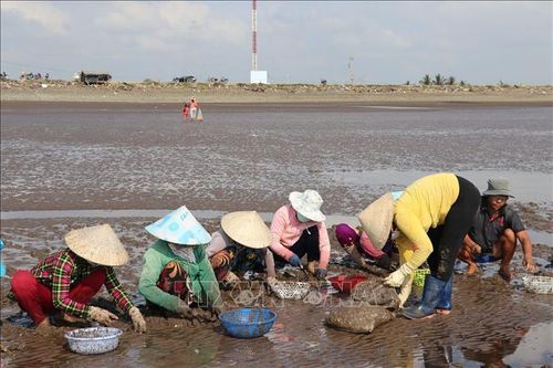 Tăng giá trị cho nghêu thương phẩm