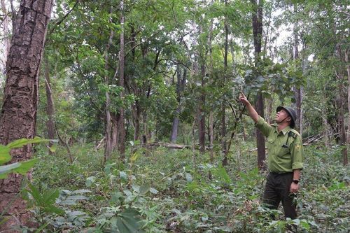 Phía sau những cánh rừng: Gian nan bài toán giữ chân người giữ rừng (Bài 4)