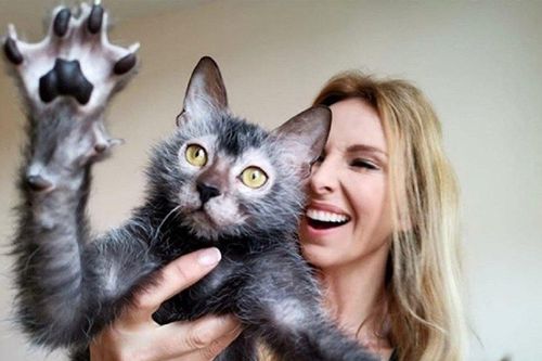 Bí ẩn giống mèo 'ma sói', giá gần 50 triệu đồng/con vẫn hút người mua