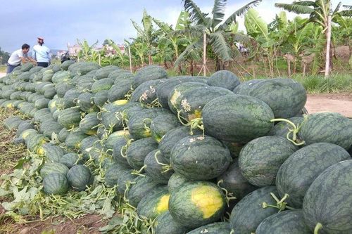 Ký kết nghị định thư xuất khẩu dưa hấu Việt Nam sang Trung Quốc