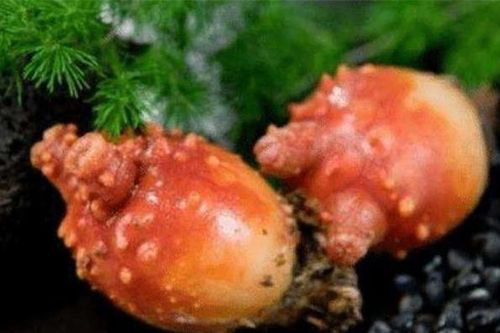 Loài động vật 'ngu ngốc' nhất thế giới lớn lên và ăn não của chính mình, biến thành thực vật và tiếp tục sống