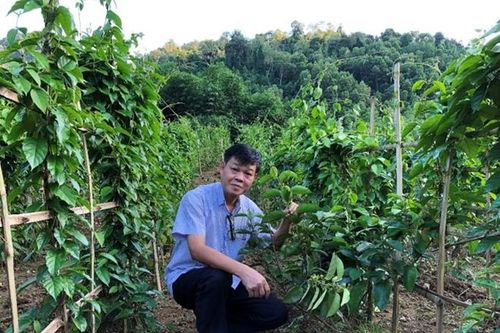 Nhà khoa học Việt với công trình nghiên cứu cây dược liệu hoang dã trở thành nguồn thuốc quý