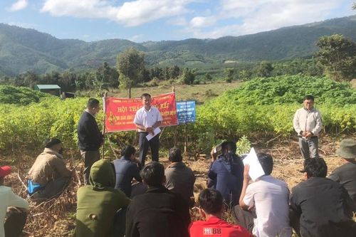 Chư Păh đánh giá kết quả thâm canh cây mì an toàn dịch bệnh