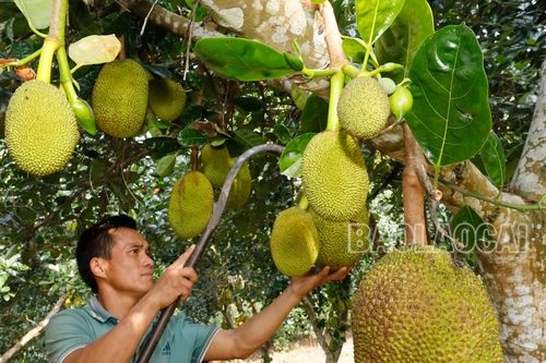 Hiệu quả chuyển đổi cây trồng ở xã biên giới Bản Lầu
